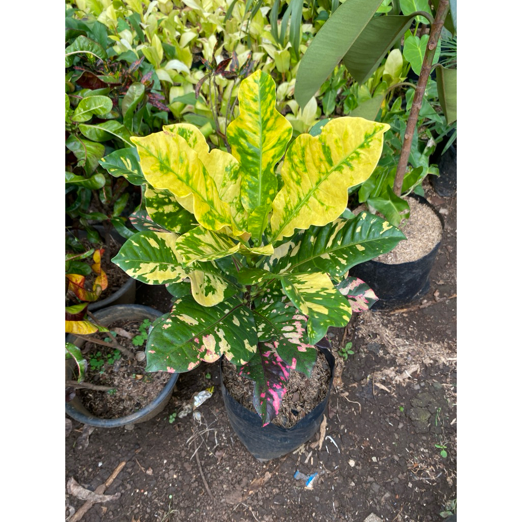 Tanaman Hias Bunga Puring Oscar/ Tanaman puring oscar/ Puring Oscar/ Tanaman puring