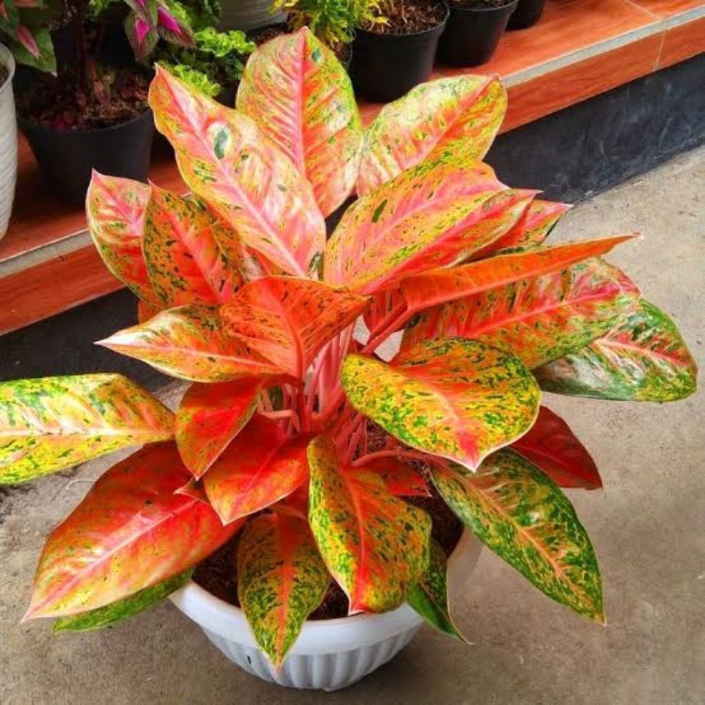 AGLONEMA BIGROY-TANAMAN HIAS AGLONEMA BIGROY