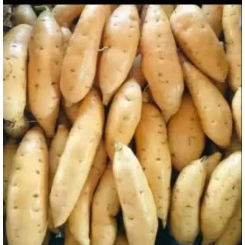 Ubi Manis Madu Cilembu | Ubi Cilembu | Ubi Madu Cilembu Sedang Super