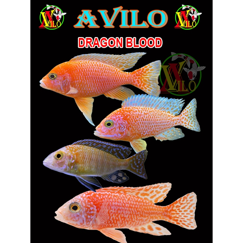 ojek ikan hias dragon blood db afrika siklid siklit ciclid size kecil ( belum ada warna )