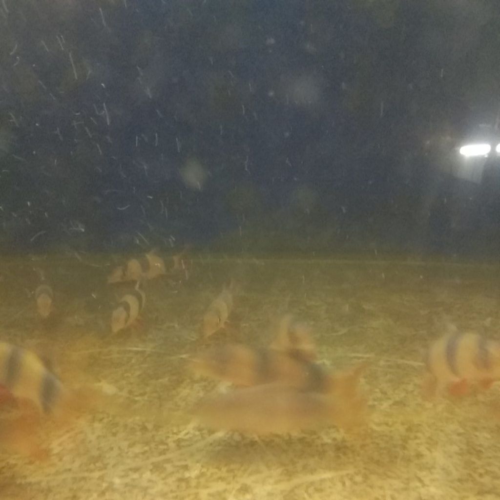 BOTIA BADUT UKURAN 6-7 CM