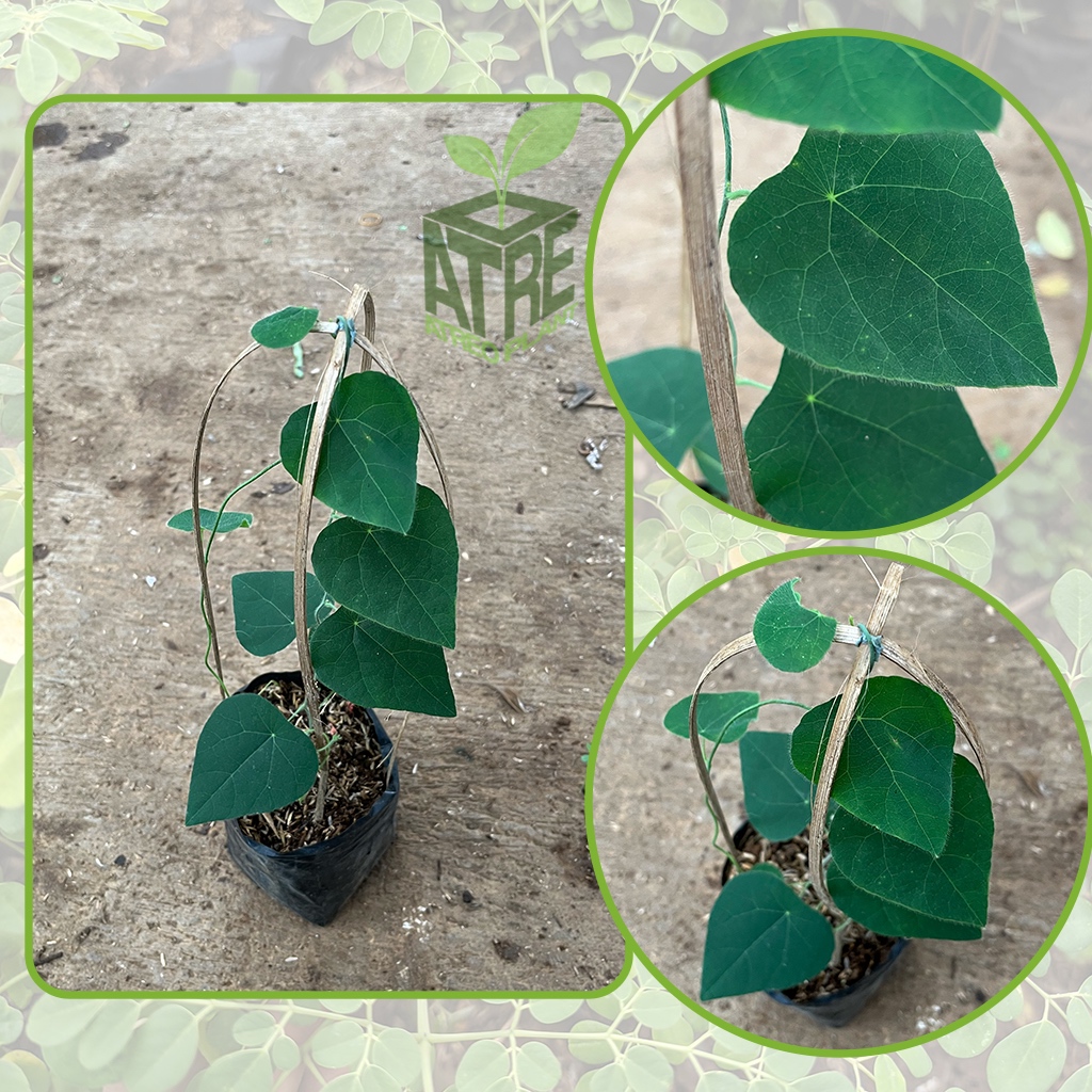 Bibit Tanaman Rambat Cincau Bulu Bibit Cincau Bulu Hijau