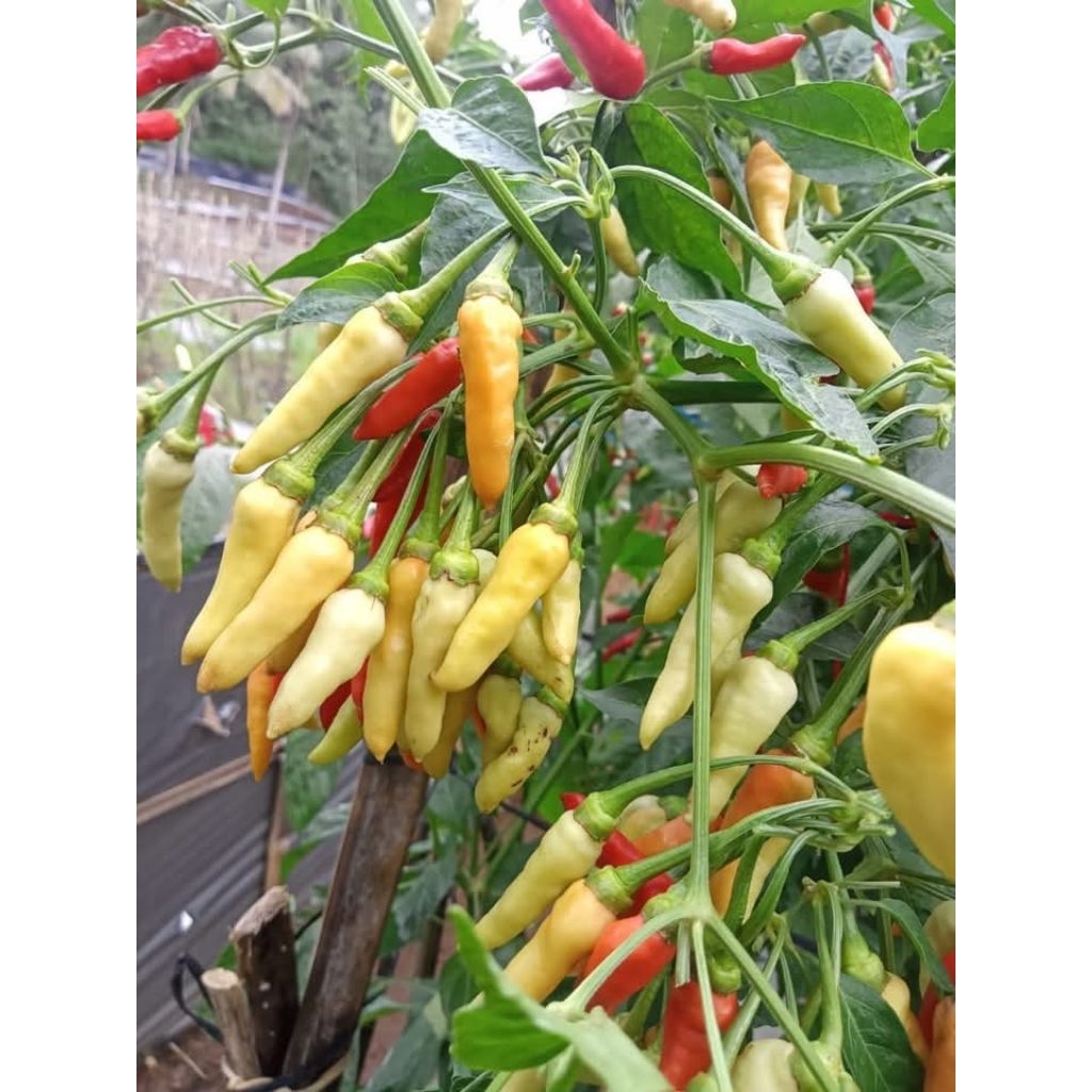 Bibit Cabe Rawit Unggul BESTOP Bibit Cabe Kaliber Unggul Tahan Virus Benih Cabe Rawit Unggul Bibit C