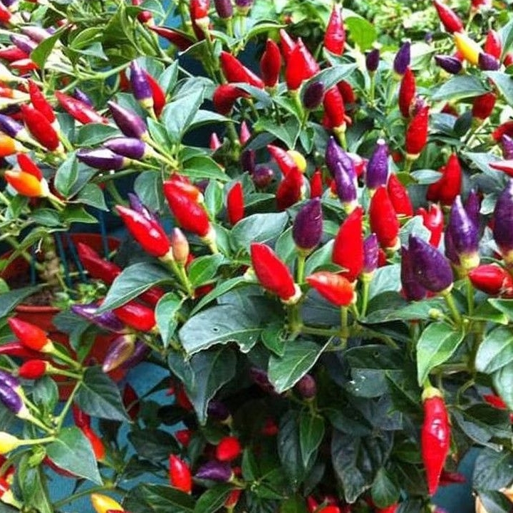 Pohon cabe pelangi / Tanaman cabe pelangi rimbun