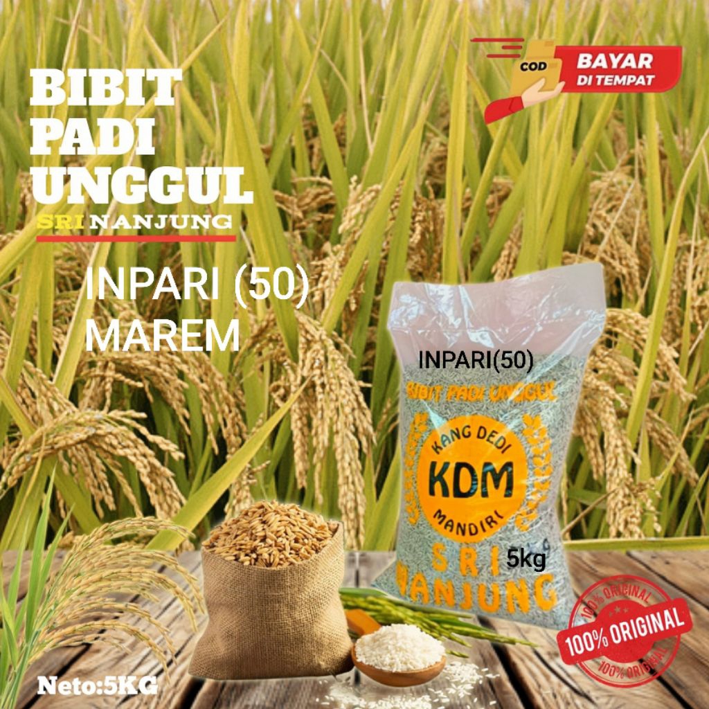 BENIH PADI INPARI 50 MAREM KEMASAN 5 KG PADI UNGGUL ORIGINAL