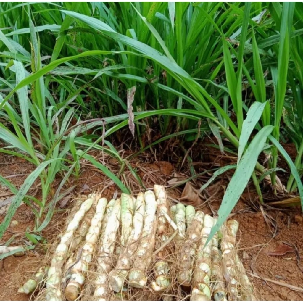 Bibit Rumput Odot super 25 batang / bibit odot / benih odot / bibit pakan Ternak