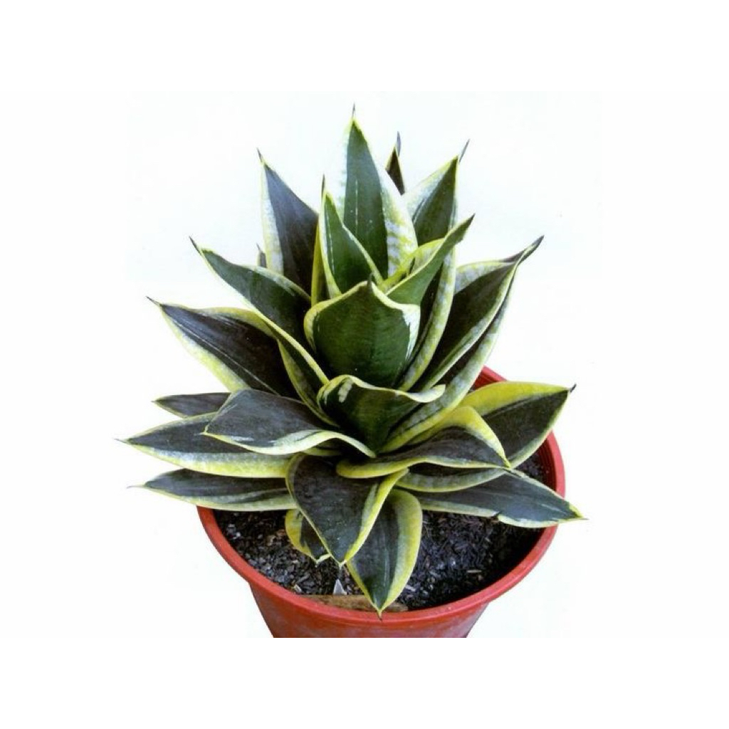 Tanaman hias sansivera pagoda/ Tanaman sansivera pagoda/ sansivera pagoda