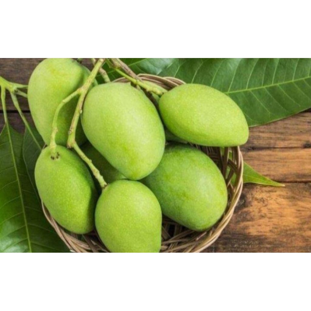 MANGGA MUDA / MANGGA PAKEL FRESH BARU PETIK DARI POHON