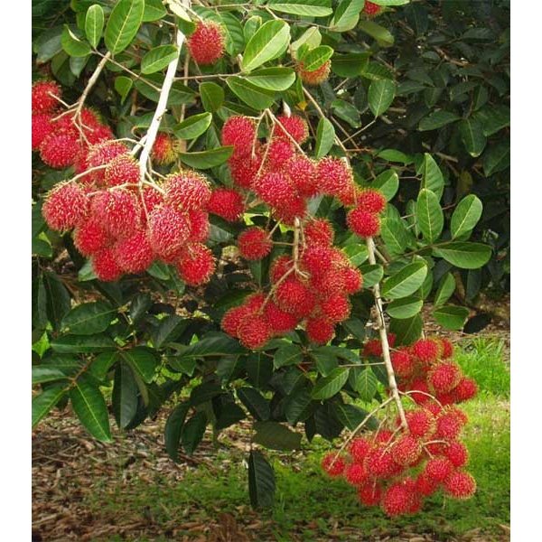 Bibit Buah Rambutan Binjai Berbunga/Berbuah Full Media
