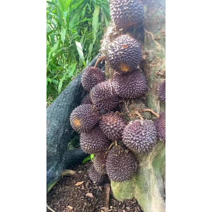 Bibit Buah Duriaan OC/Duri Hitam Full Media
