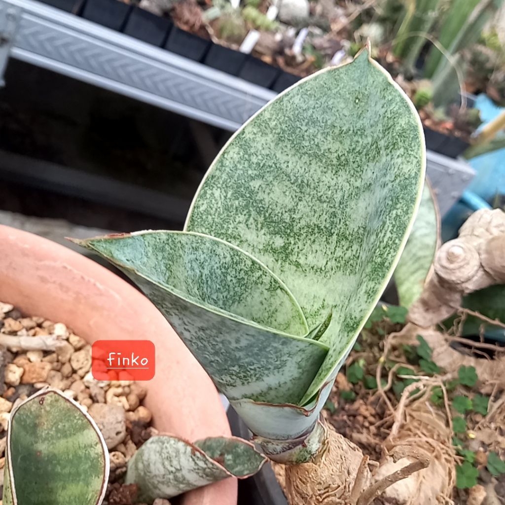 rare sansevieria sp. Tanzania 'greyish'
