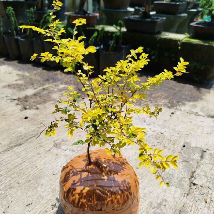 Tanaman hias import bahan bonsai bagus Ulmus micro Golden emas daun kuning
