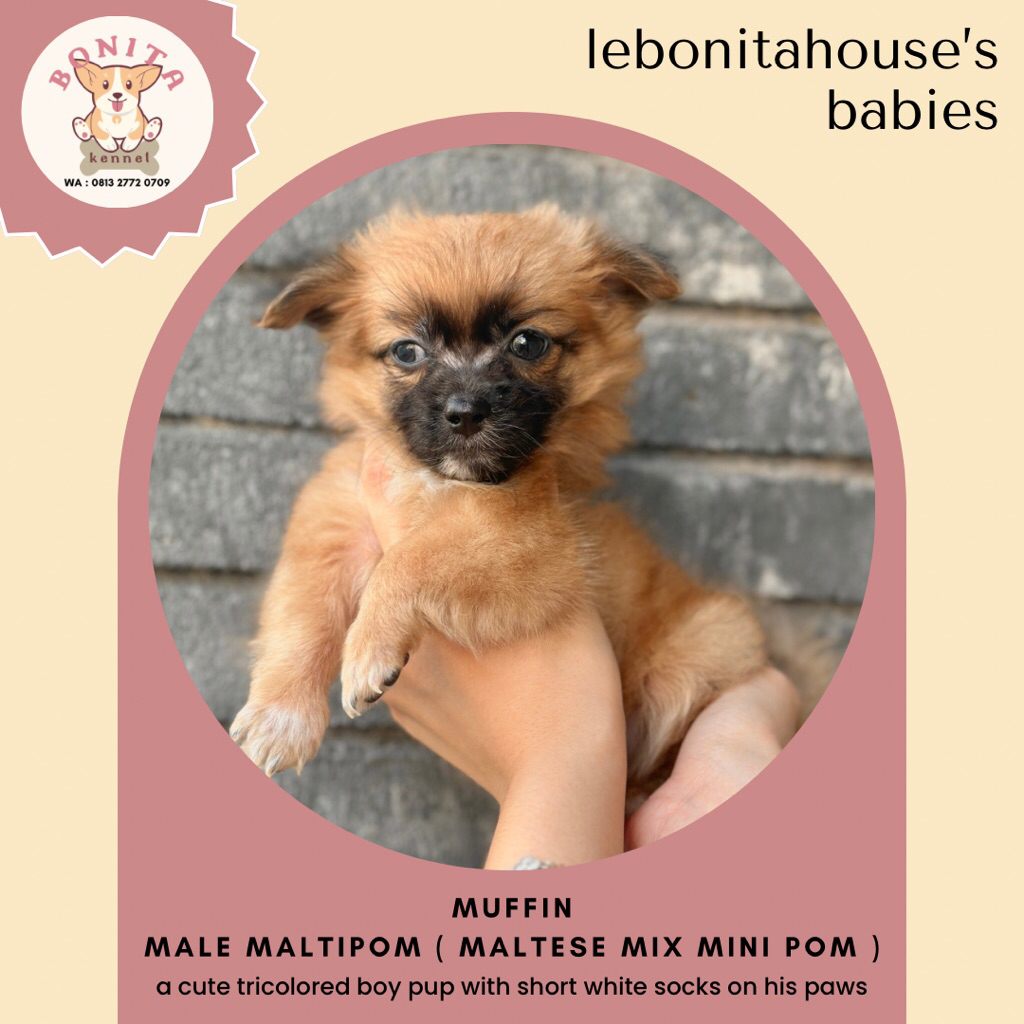Maltese Mix Mini Pomeranian Anjing Maltese Maltis Mini Pom