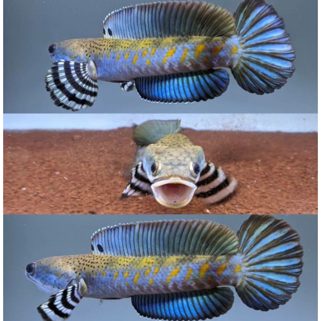 (koleksi) || Blue pulcra 11-15cm ful dot bahan progres (KUALITAS KONTES)