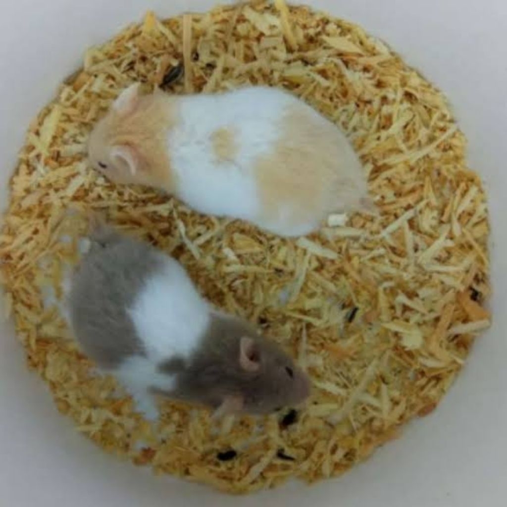 indukan hamster syrian