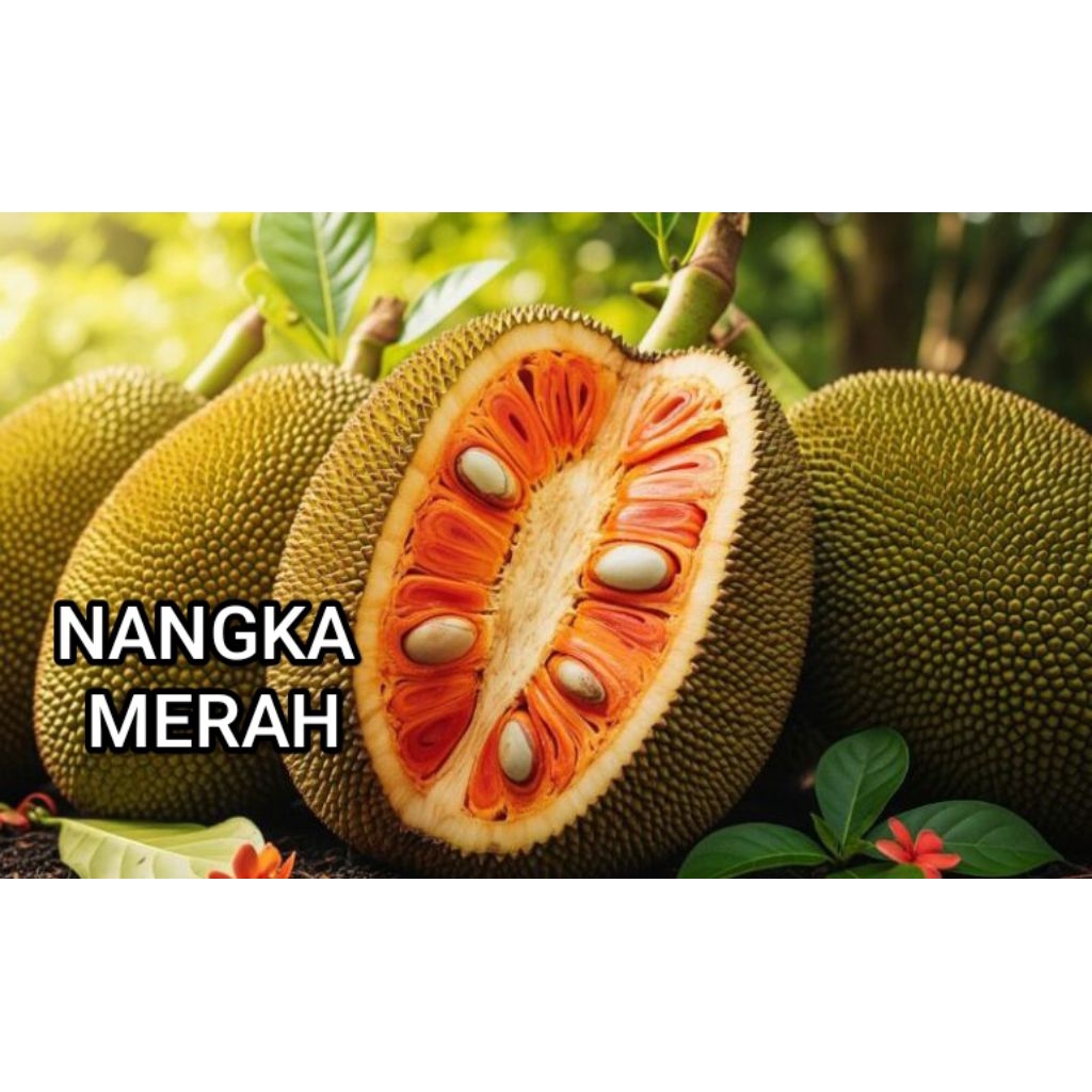 bibit nangka red jumbo ( nangka merah)