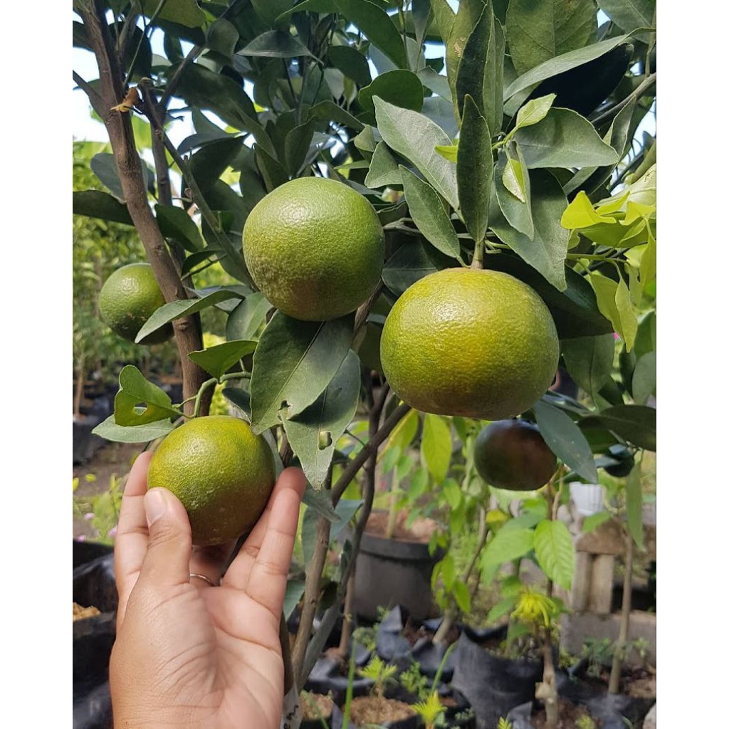 pohon jeruk medan siap tanam di pot okulasi