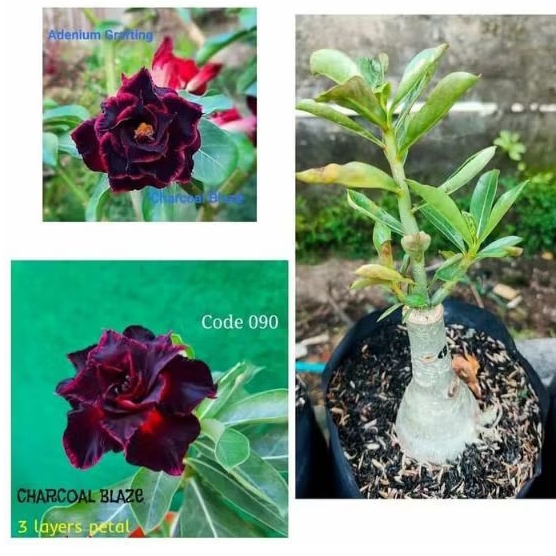 Tanaman adenium bunga tumpuk bonggol besar