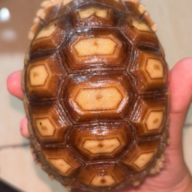 Mainan sulcata 10cm CB INDO
