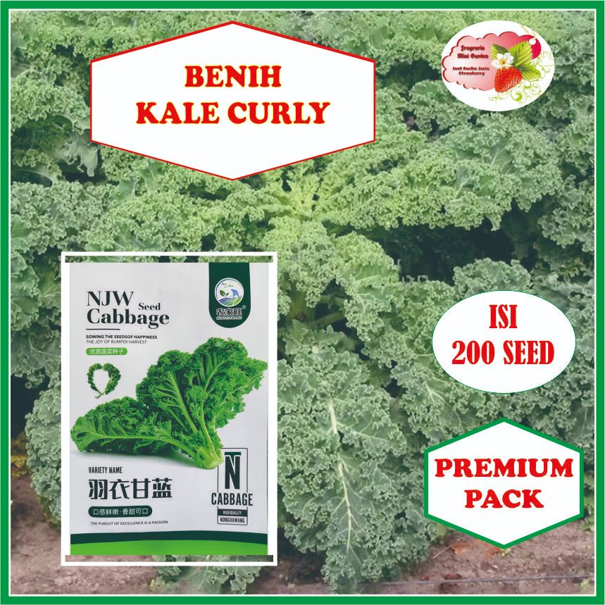 BENIH SAYUR KALE CURLY BIJI