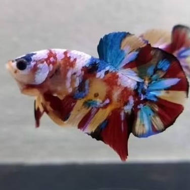 Ikan cupang plakat multicolor isi 10 ekor bahan