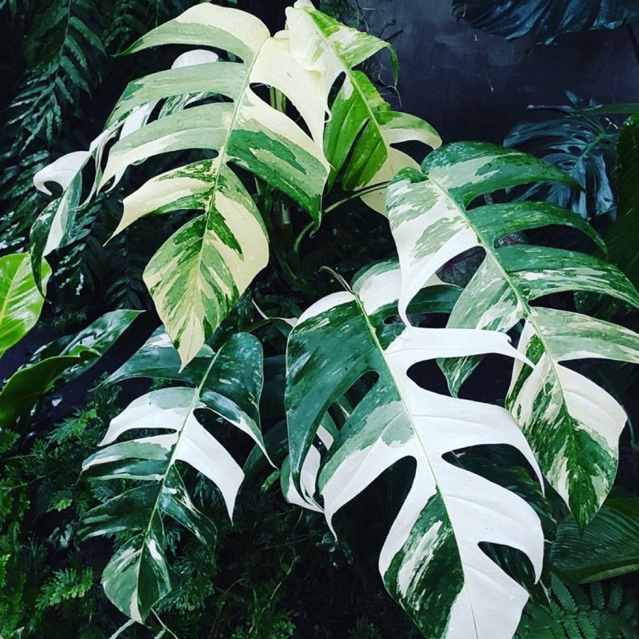 ( NEW BISA COD ) Tanaman Hias Epipremnum Pinnatum Albo - Tanaman Rambat Monstera Epipremnum Varigata