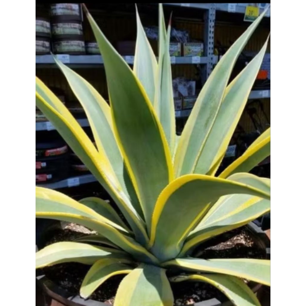 tanaman hias agave mahkota