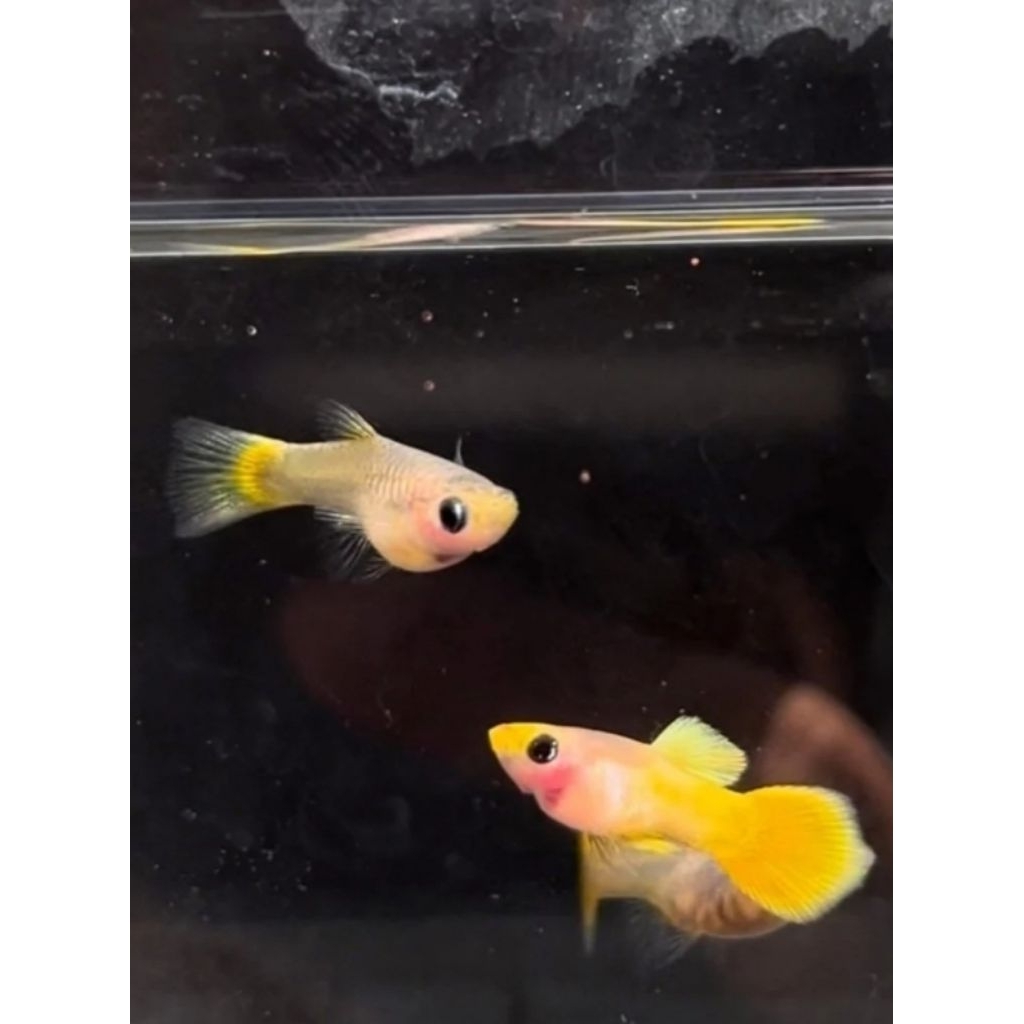 Ikan Hias Yellow Banana Glass Guppy Genetik Albino Satu Pasang - Satu Pair Hiasan Aquarium |Ikan Hia