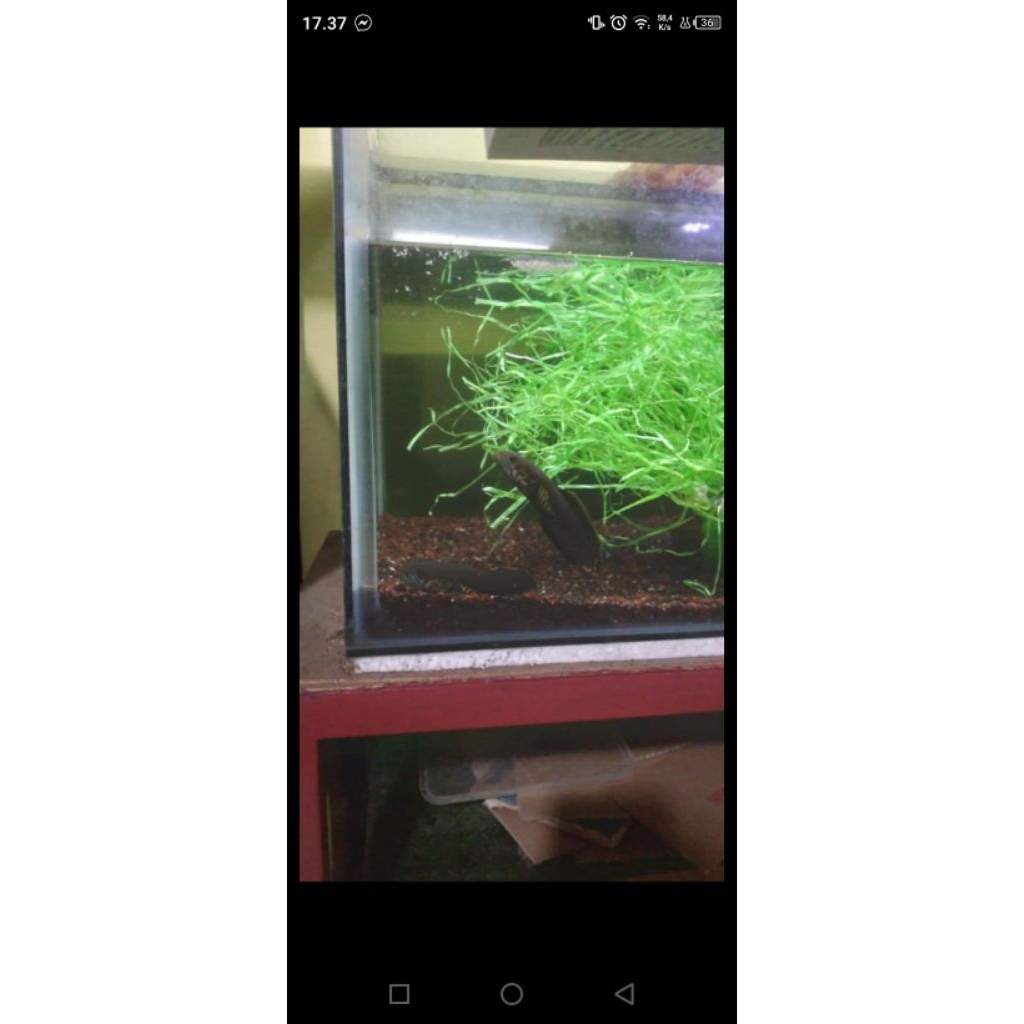 CHANA BLEHERI PAIR PROVEN 12 14cm