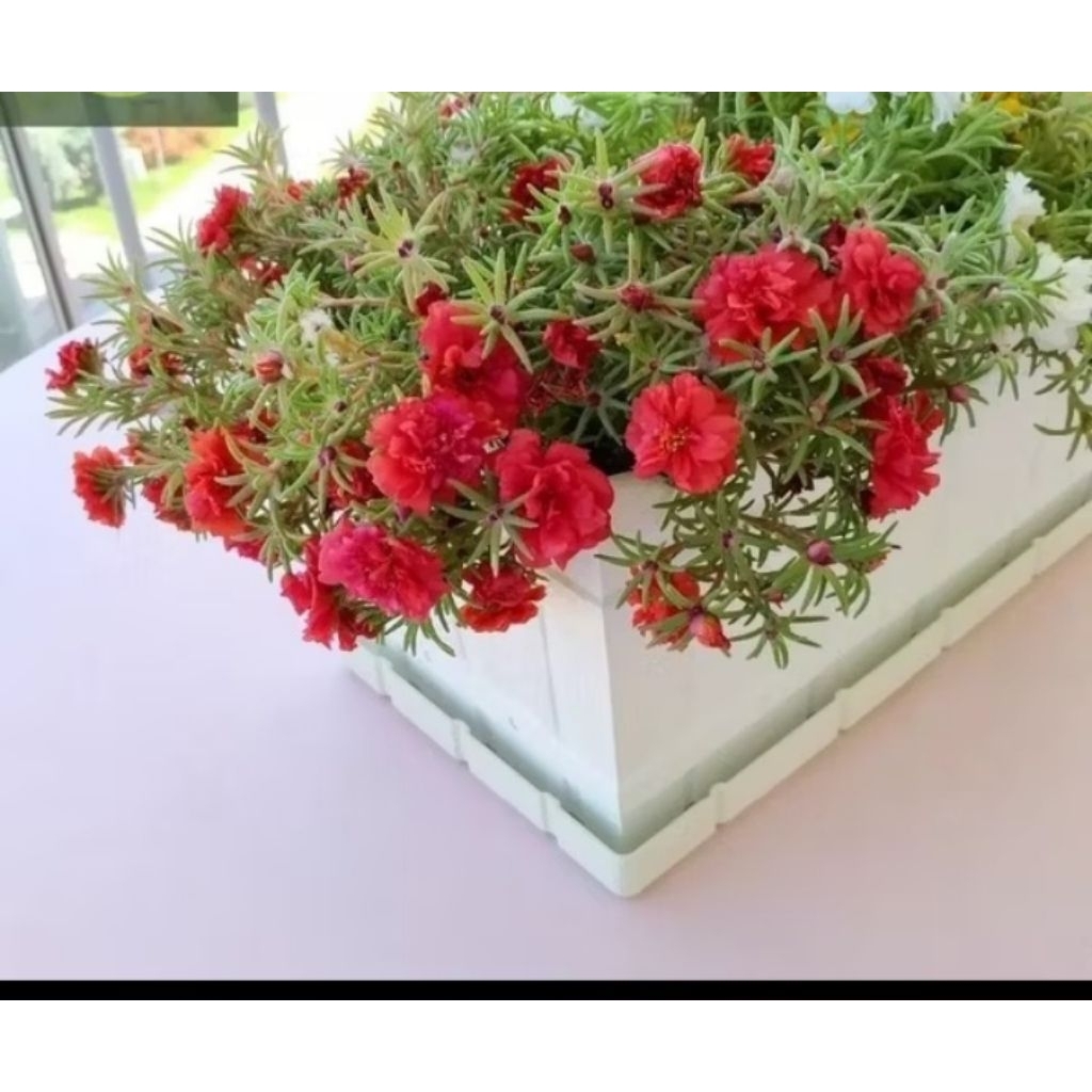 Tanaman Hias Krokot Mawar Merah / Rose Moss Red / Portulaca Grandiflora