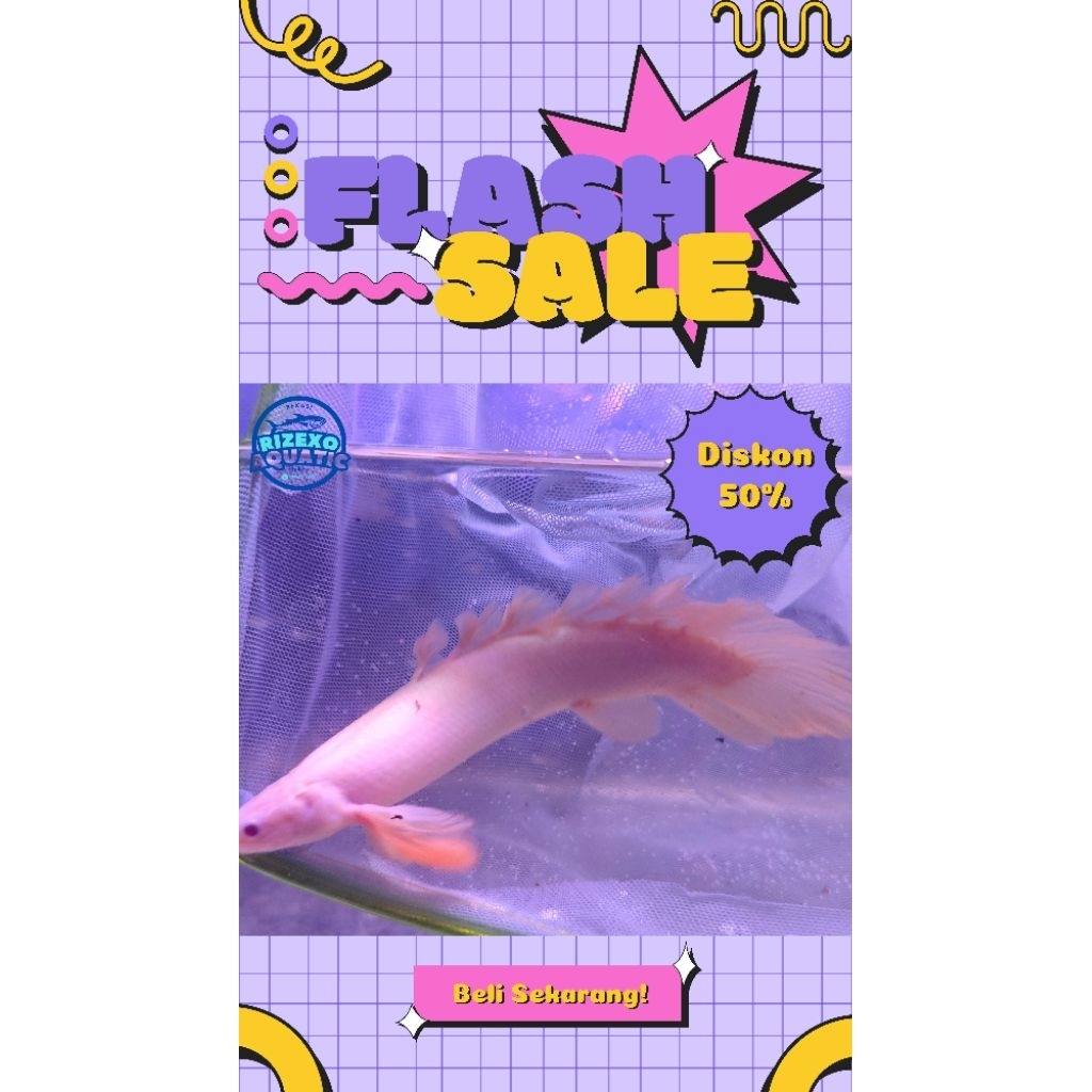 Palmas Albino Slayer LongPin 14-16CM #PromoSpecial