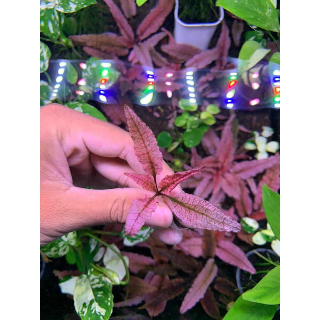 Cryptocoryne Flamingo