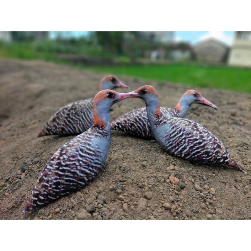 PATUNG JONTROT SINTAR SAWAH MIRIP ASLI - JONTROT BURUNG SINTAR - DECOY BURUNG SINTAR SAWAH