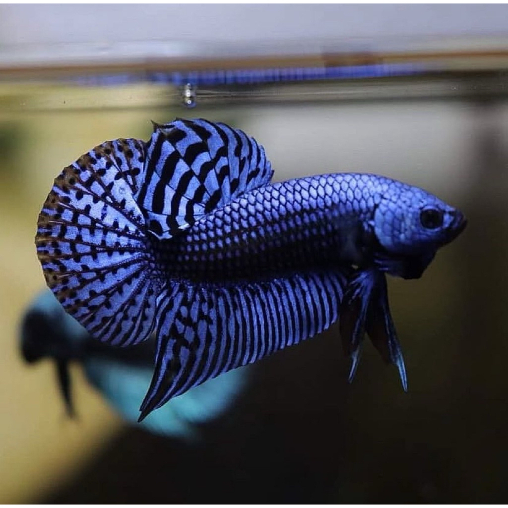 TERLARIS ikan cupang alien jantan paling galak super aduan