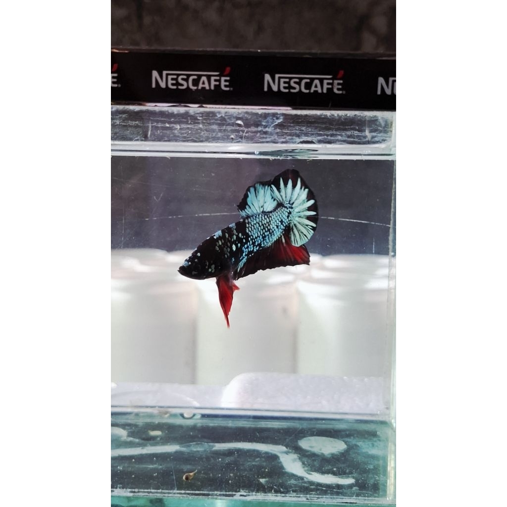 ikan cupang avatar cooper