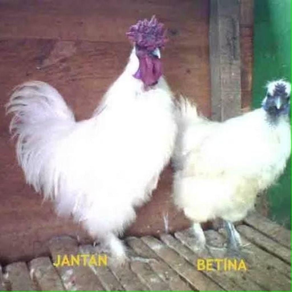 AYAM KAPAS DEWASA SEPASANG PILIHAN super