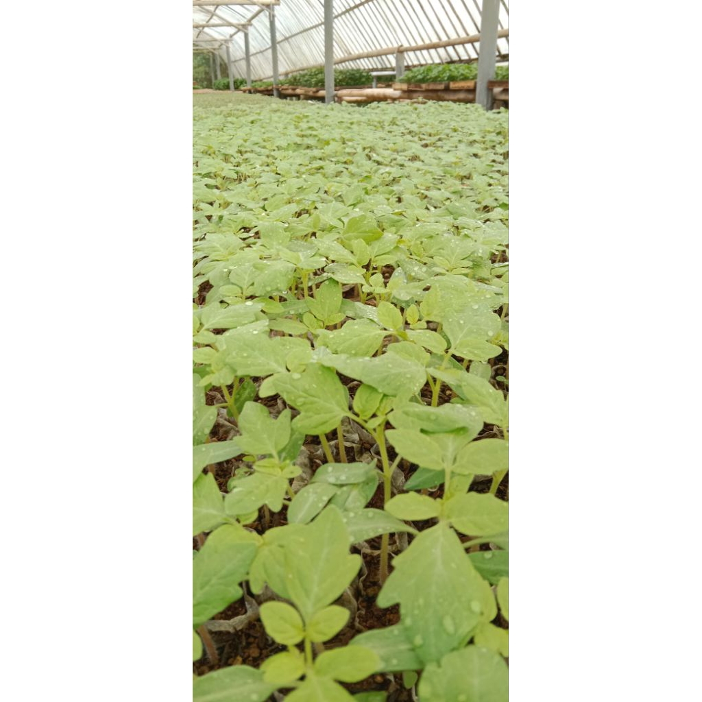 benih tomat servo f1