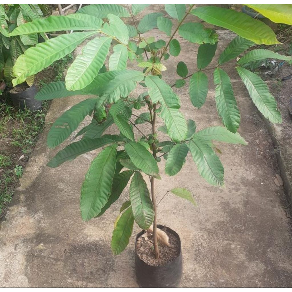 bibit pohon buah matoa 1 meter