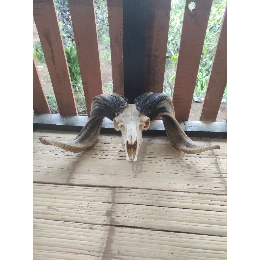 Tanduk Domba Garut Super Jumbo