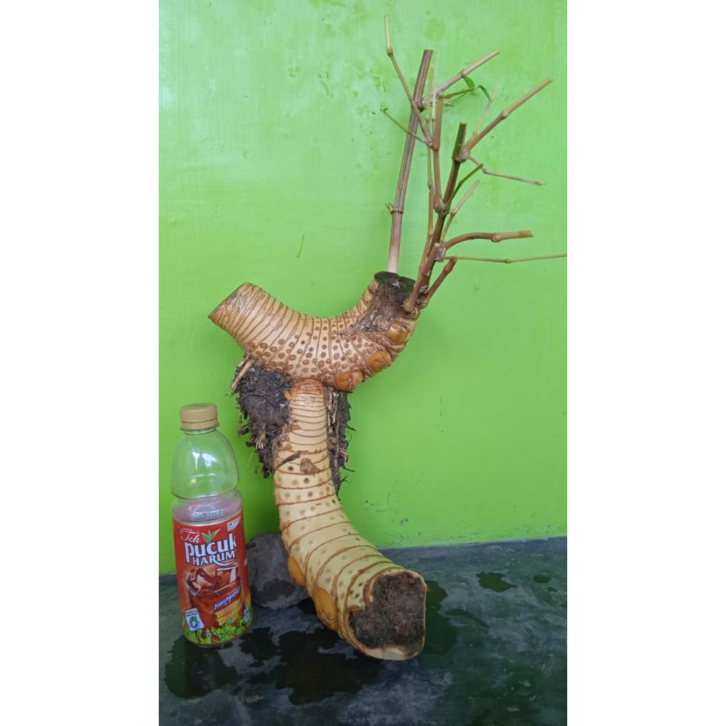 Bahan bonsai bambu kuning