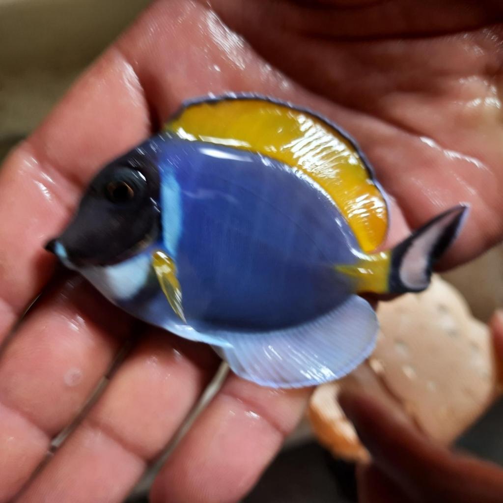 Ikan Hias Laut Botana Biru