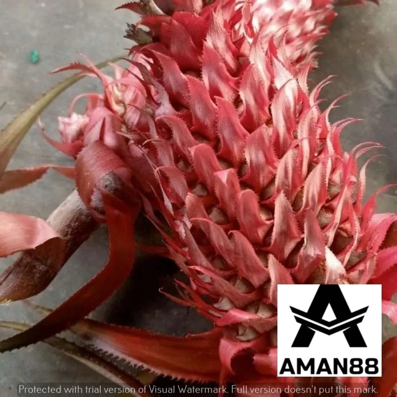 Jual buah nanas merah hutan/nanas muda/nanas hutan/nanas sabrang asli