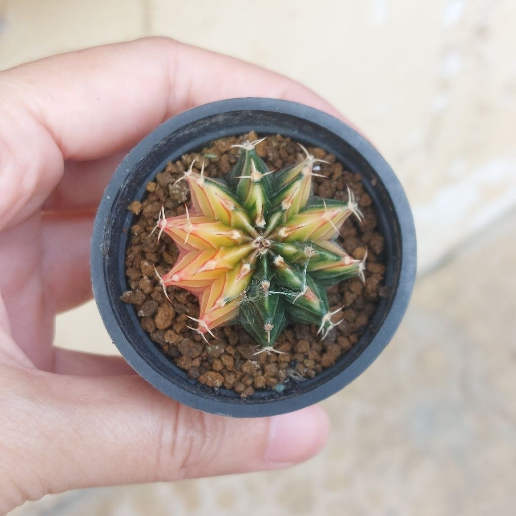 Gymno Gymnocalycium Miha LB Varigata