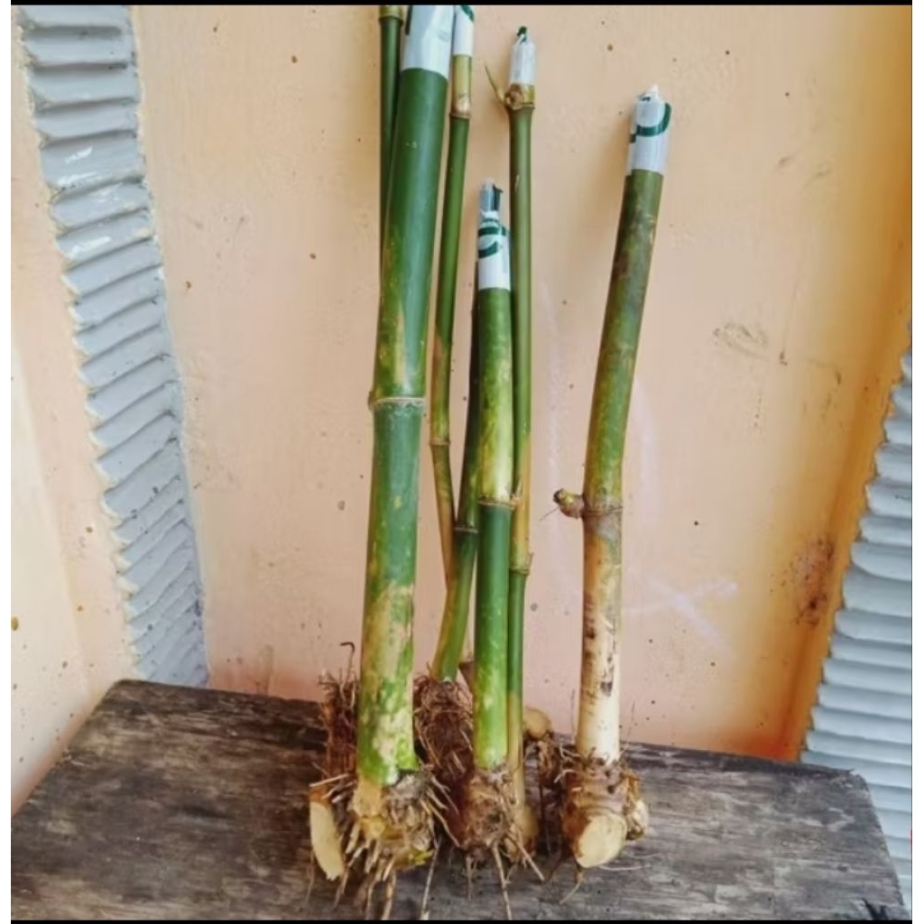 bibit bambu petung asli super