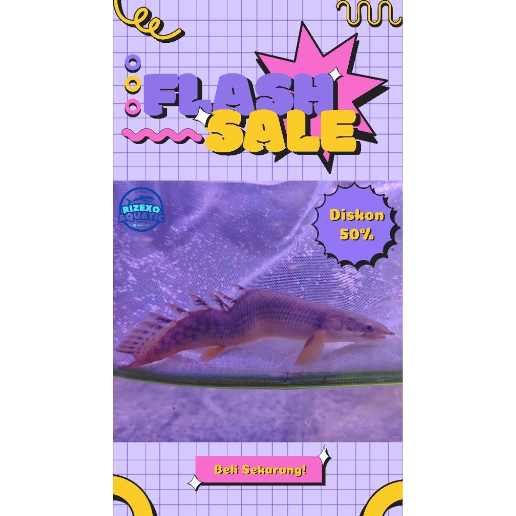 Palmas Polli Kriss 10-12CM #PromoSpecial