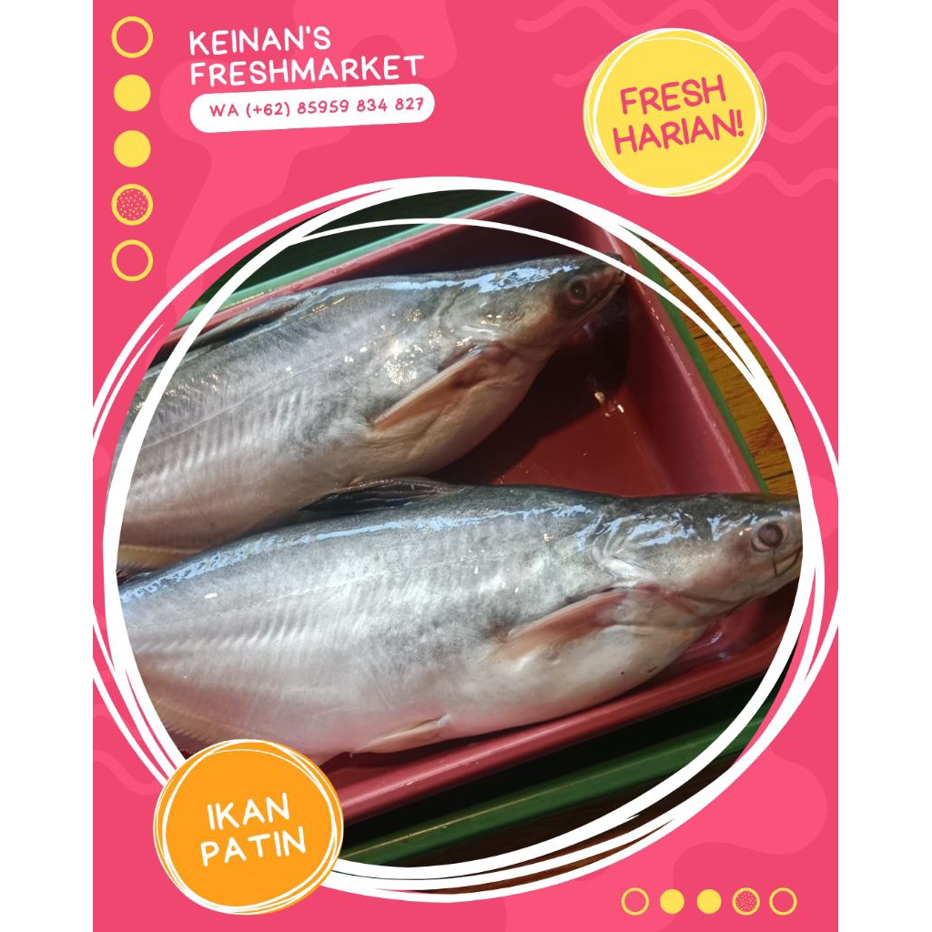 Ikan Patin Segar Ekoran