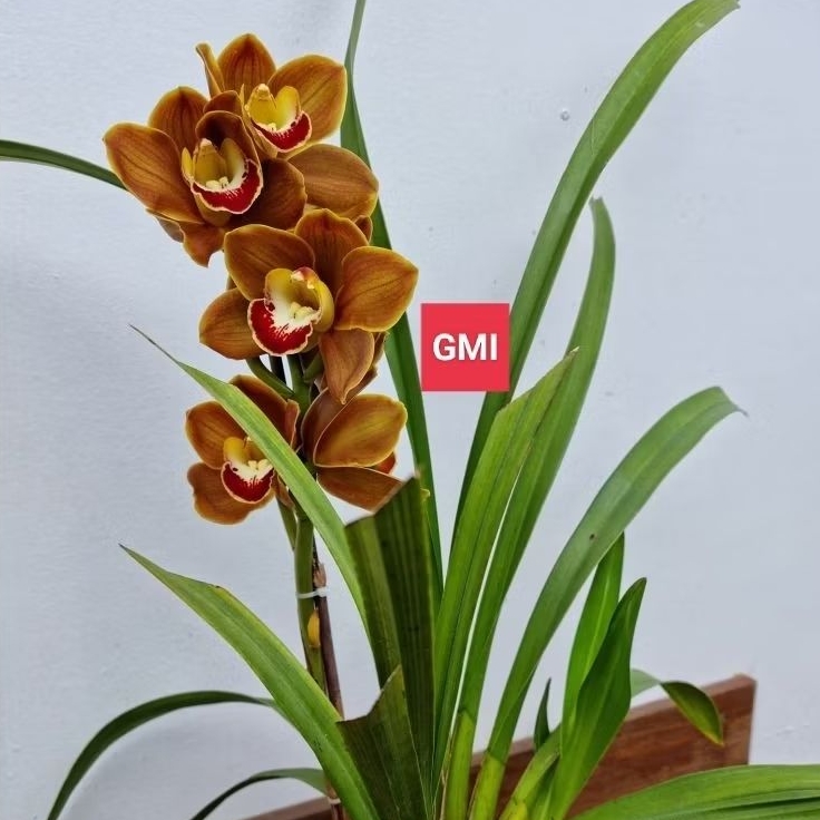 Anggrek Tanah Cymbidium Wangi ( Wholies Today )