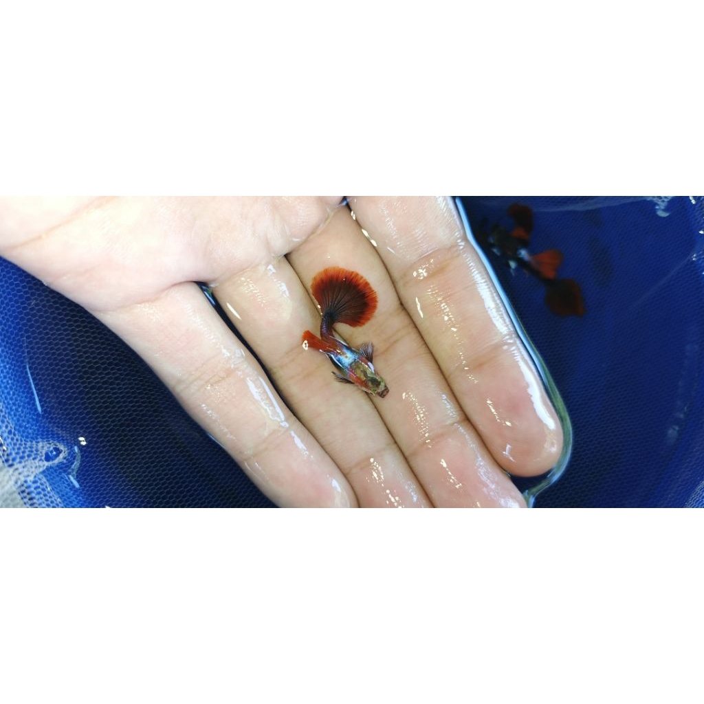 aksesoris Hb red rosetail sepasang / isi2