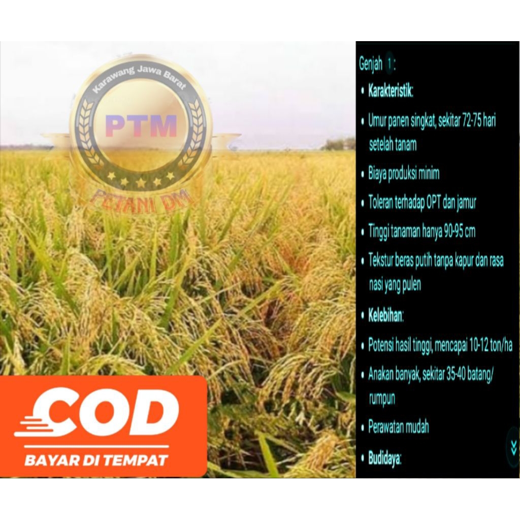 BENIH BIBIT PADI SR GENJAH KEMASAN 1KG