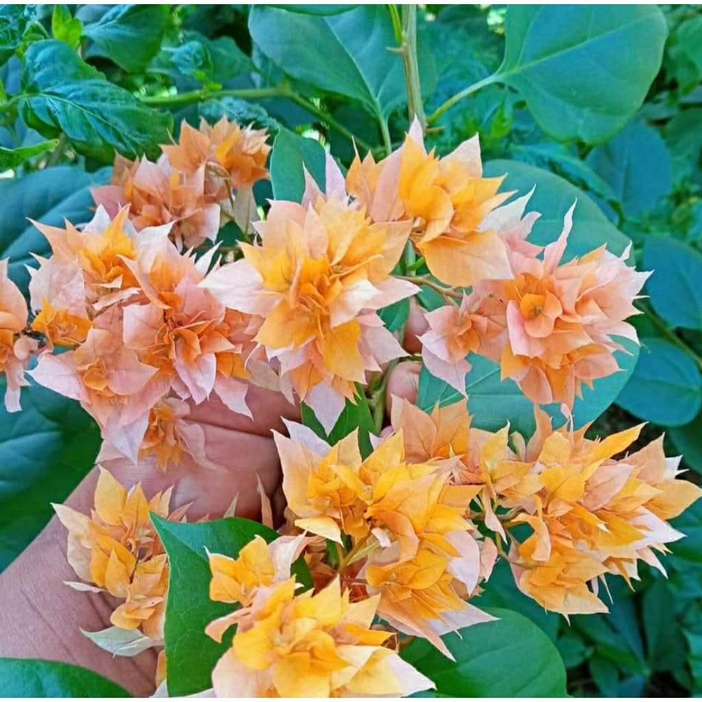 Bougenville Hawai Orange Bunga Hias